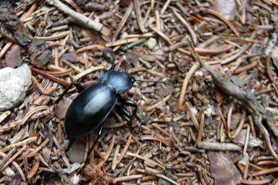 Carabus glabratus latior